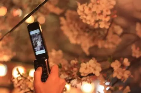 Le ohanami est un moment privilégié de calendrier japonais.