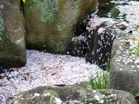 Der Blütenteppich zum Ende der Kirschblüte (sakura). Der Blütenteppich zum Ende der Kirschblüte (sakura).