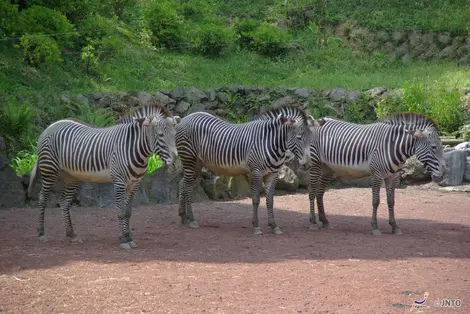 Les zèbres du zoo d'Ueno à Tokyo.