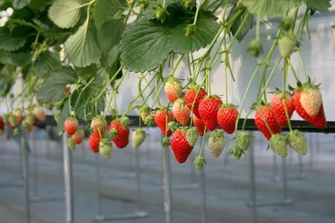 Durante la temporada de fresas (mediado de febrero a finales de marzo) puedes venir a recoger tus propias fresas en el  vivero Niikura No-in en Tama.