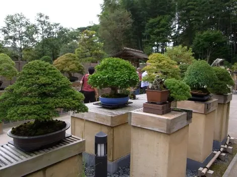 Bonsai-ya, a bar in the company of these small trees.