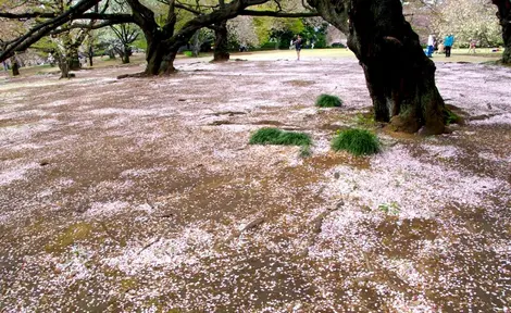 Le parterre de pétales de cerisier juste après le hanami.