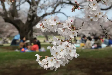 Les meilleurs endroits pour profiter au mieux du hanami.