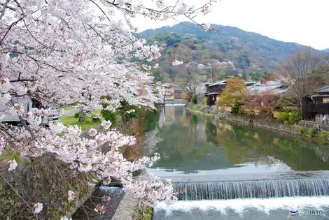 Kirschblüte am Fluss Kamo in Kyoto Kirschblüte am Fluss Kamo in Kyoto