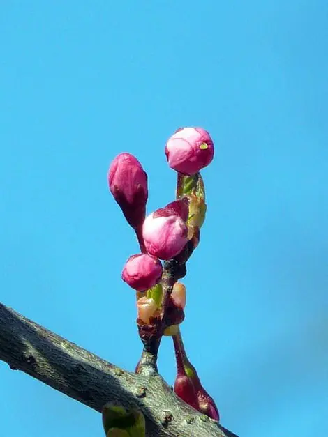 Boccioli di ciliegio pronti a fiorire.