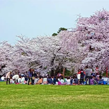 Les Japonais se rassemblent en famille ou entre amis sous les cerisiers en fleurs Les Japonais se rassemblent en famille ou entre amis sous les cerisiers en fleurs