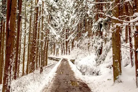 Le chemin enneigé menant à Jigokudani (près de Nagano).