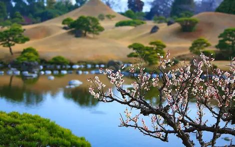 Avant que les cerisiers ne leur fassent de l'ombre, c'est devant les fleurs de pruniers que se baladaient les Japonais.