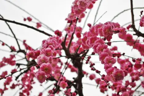 Le rose vif des pruniers en fleurs. Il est dit que leur présence éloignerait le mal.