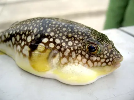 Par réflexe défensif, le fugu se gonfle lorsqu'il se sent attaqué.