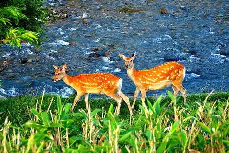 Dos ciervas en el parque de Shiretoko, Hokkaido