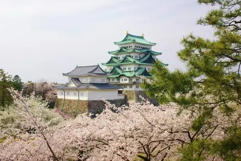 Nagoya-jo Sakura Nagoya-jo