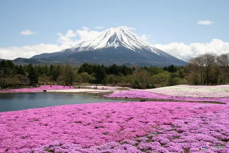 Festival Shibazakura al pie del Monte Fuji.