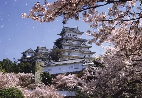 Le château de Himeji sous les cerisiers Le château de Himeji sous les cerisiers