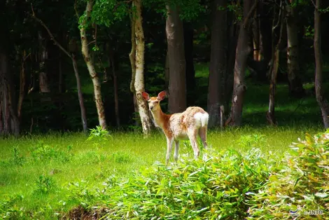 Daino in una foresta giapponese