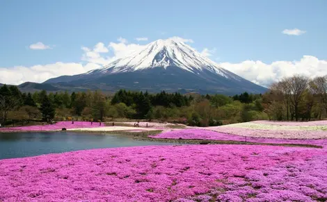 Vue sur le mont Fuji lors du festival Fuji Shibazakura Matsuri. 