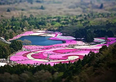 Fuji Matsuri Shibazakura