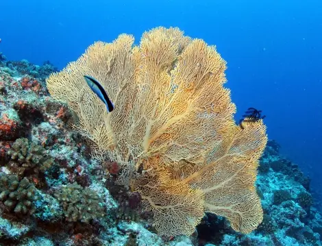 Las playas de Okinawa también son muy populares para el submarinismo. 