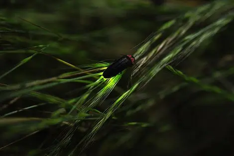 Lucioles du Japon