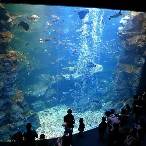 The giant pool of Kyoto Aquarium contains 500 tons of water.