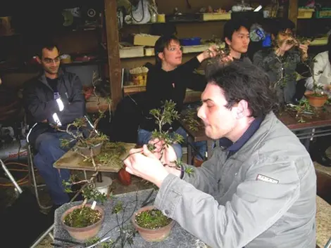 El Shunkaen Museum ofrece cursos de bonsái todos los domingos.