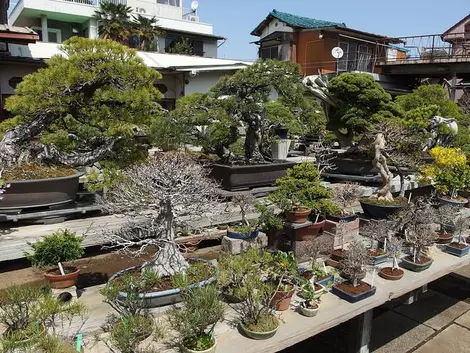 A Tokyo et dans les alentours, il n'y a très peu de pépinières à bonsai.