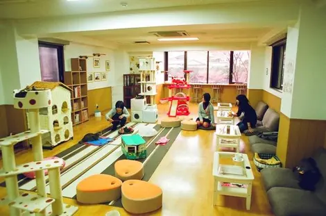 Pour environ 1 000 yen, les clients des neko cafe de Tokyo peuvent passer un heure à caresser les chats tout en sirotant un café bien chaud. Pour environ 1 000 yen, les clients des neko cafe de Tokyo peuvent passer un heure à caresser les chats tout en sirotant un café bien chaud.