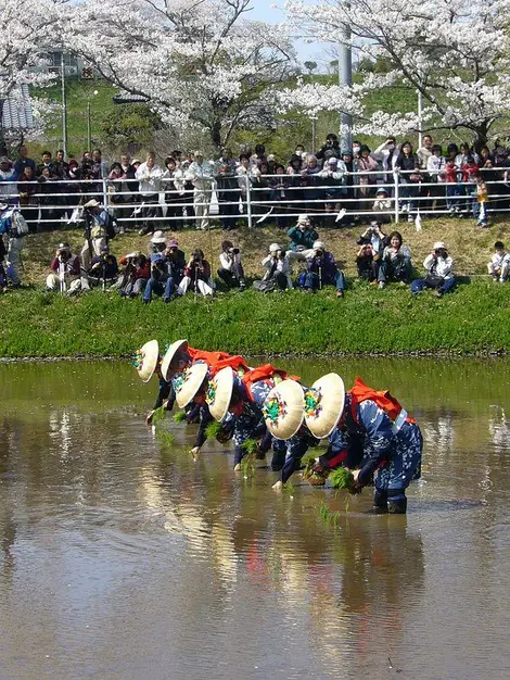 Des planteurs de riz, lors de la cérémonie de plantation "Otaue Matsuri", au printemps