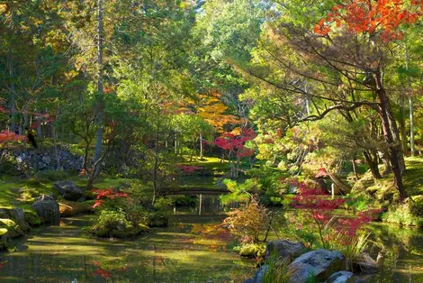 Les mousses du jardin Saihoji (Kyoto).