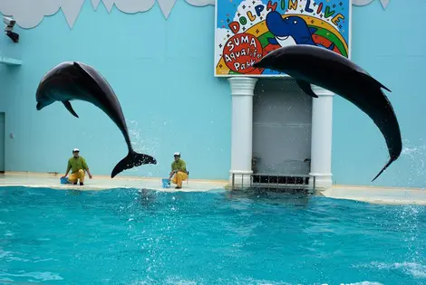 Les dauphins sont les stars du Parc de la vie aquatique de Suma (Kobe)