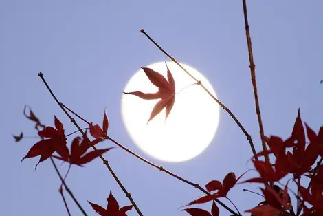 The moon through the leaves of a maple