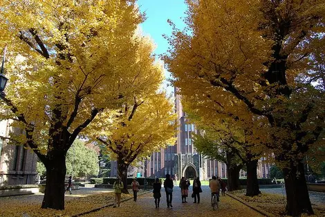 Le campus de Hongo Le campus de Hongo