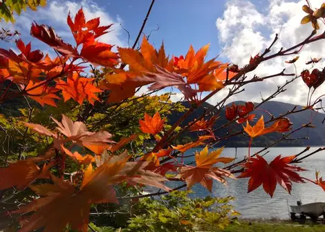 Glowing autumn leaves on Lake Chuzenji, Nikko.