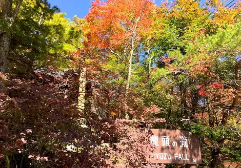 Les feuilles rougeoyantes de l'automne dans les gorges de Ryûzu, à Nikko.