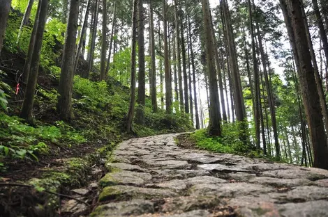 Le chemin de randonnée entre Magome et Tsumago serpente dans la forêt.