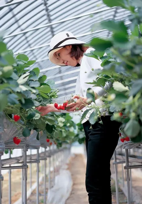 Le ramassage des fraises Le ramassage des fraises