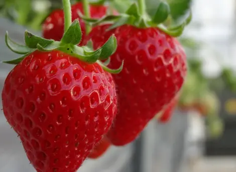 Les fraises sont bien mûres Les fraises sont bien mûres