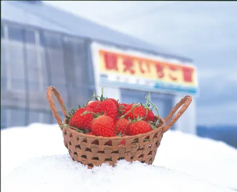 Fraises à consommer Fraises à consommer