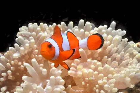 El acuario de Enoshima tiene muchas especies. El acuario de Enoshima tiene muchas especies.