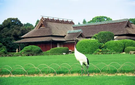 La grullas del Jardín Korakuen La grullas del Jardín Korakuen