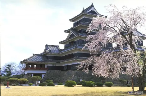 El castillo de Matsumoto rodeado de cerezos en flor en primavera