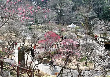 Le parc d'Atami en hiver Atama Baien en hiver