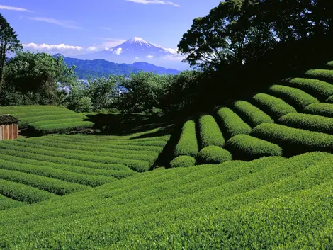 Campos de té tierno y verde en primavera, Shizuoka Campos de té tierno y verde en primavera, Shizuoka