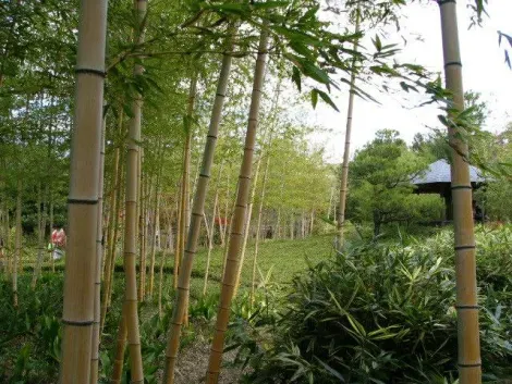 En el Take no niwa del jardin Kôko-en hay 15 variedades de bambú.