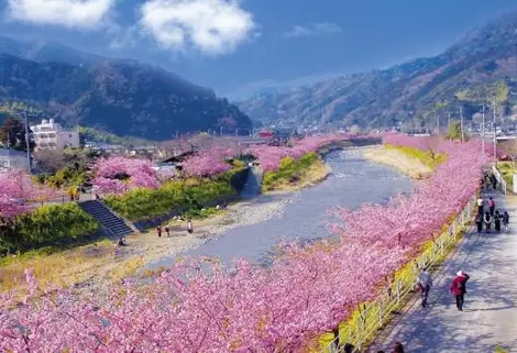 Kawazuzakura