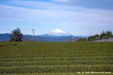 Mont fuji et thé