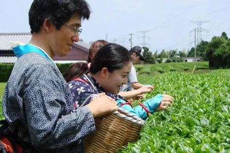 Greenpia Makinohara