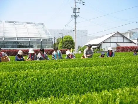 Greenpia Makinohara Greenpia Makinohara