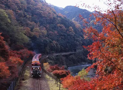 Torokko à l'automne