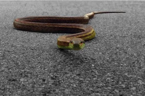 serpent japonais serpent japonais